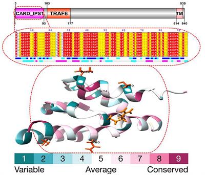 Positive Selection Drives the Adaptive Evolution of Mitochondrial Antiviral Signaling (MAVS) Proteins-Mediating Innate Immunity in Mammals